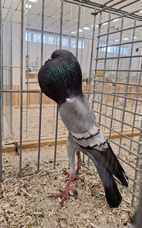 FB_IMG_1764609662767