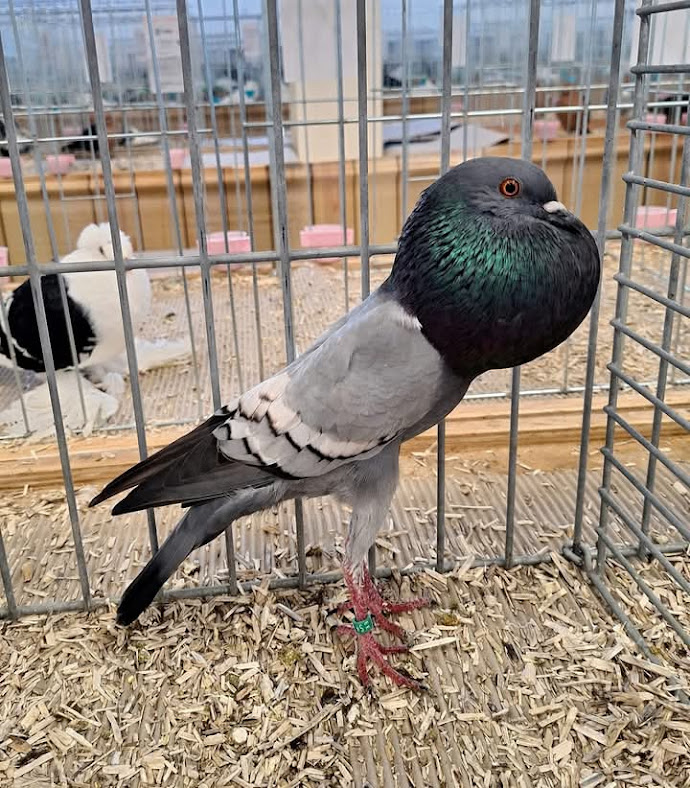 FB_IMG_1764609687830