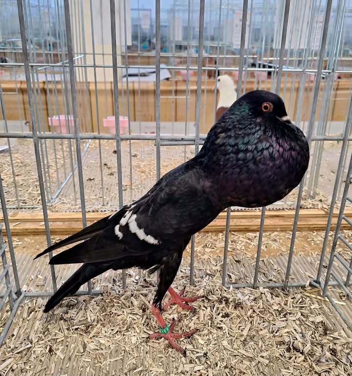 FB_IMG_1764609812304