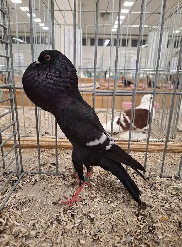 FB_IMG_1764609821554