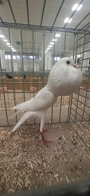 received_1463425884746652